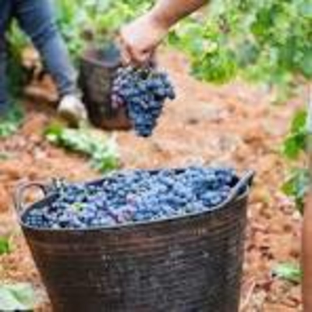 Miniature of Grape Harvesting